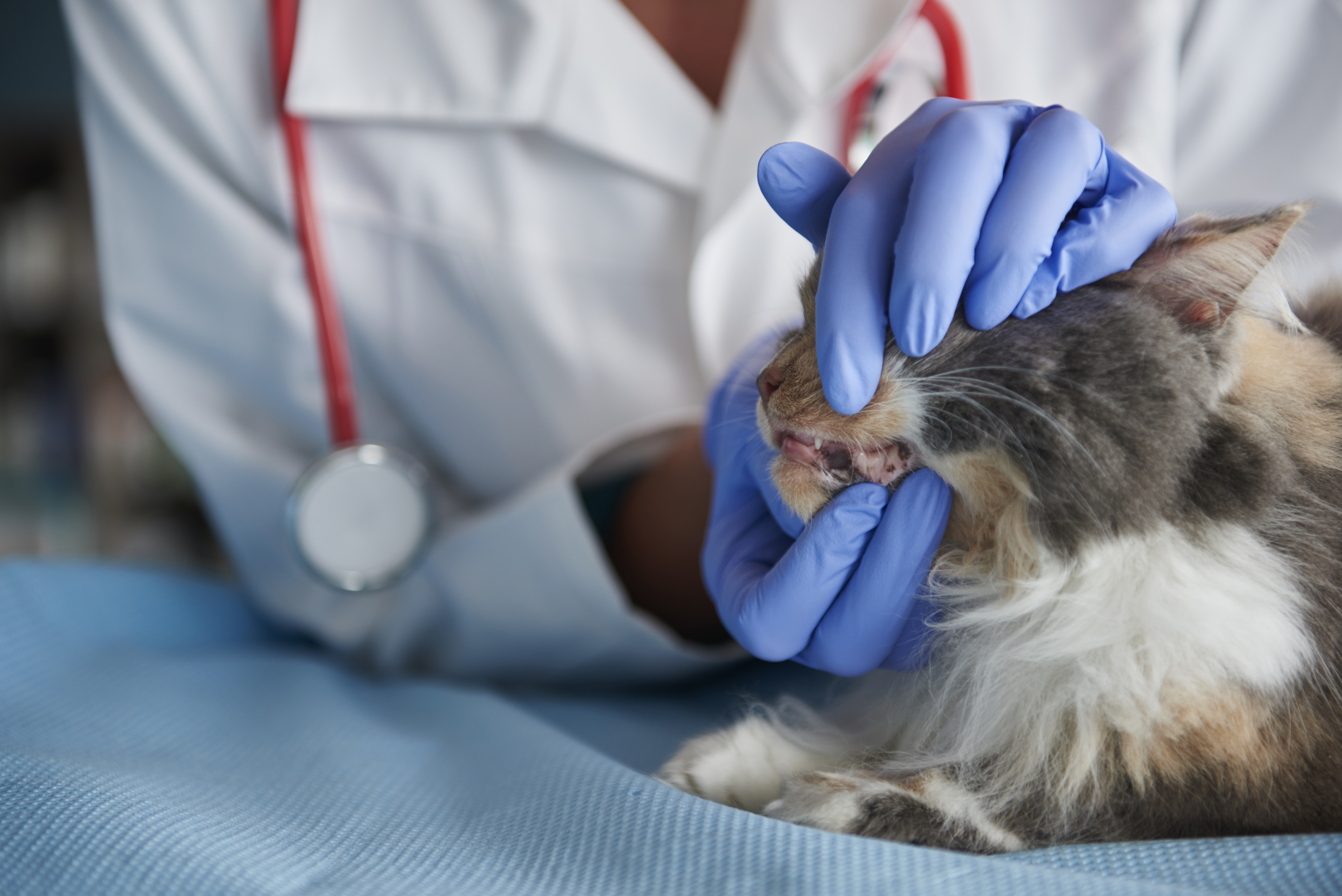 Cat Dental