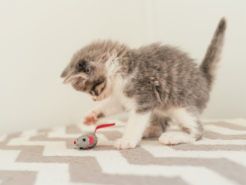 Cat Playing