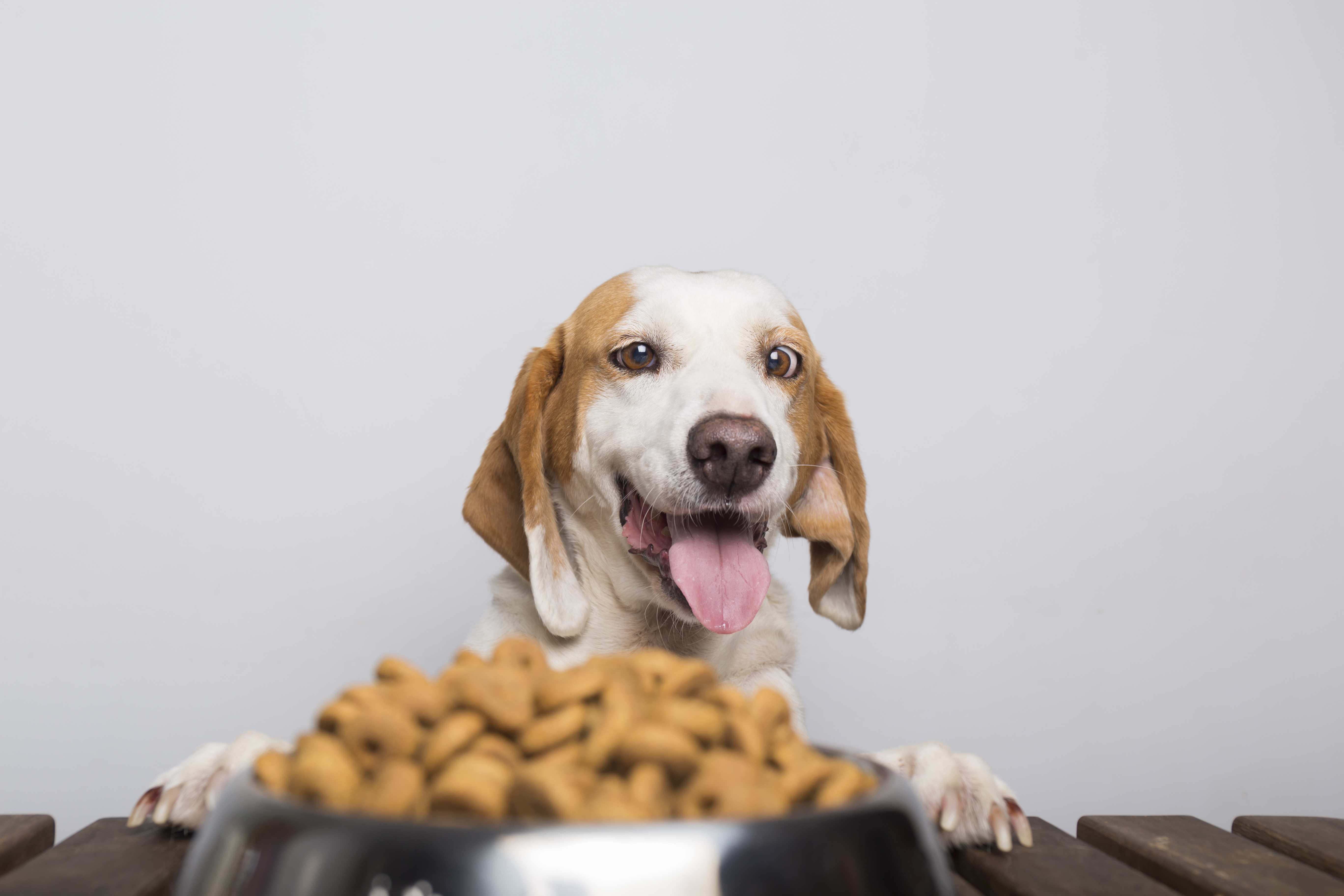 dog food