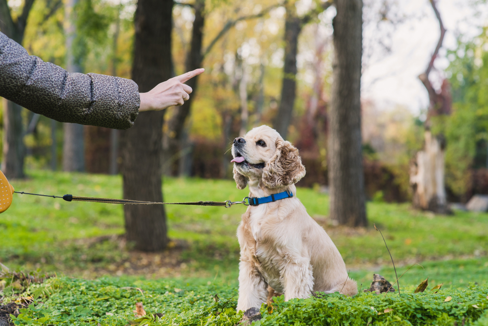 Dog Training