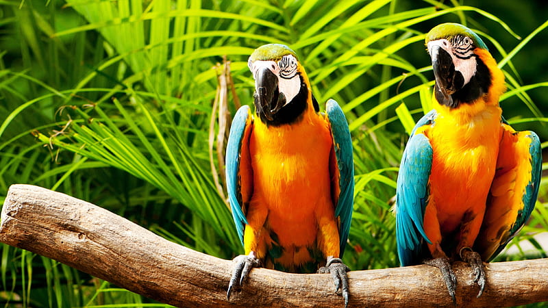 Parrot Perch