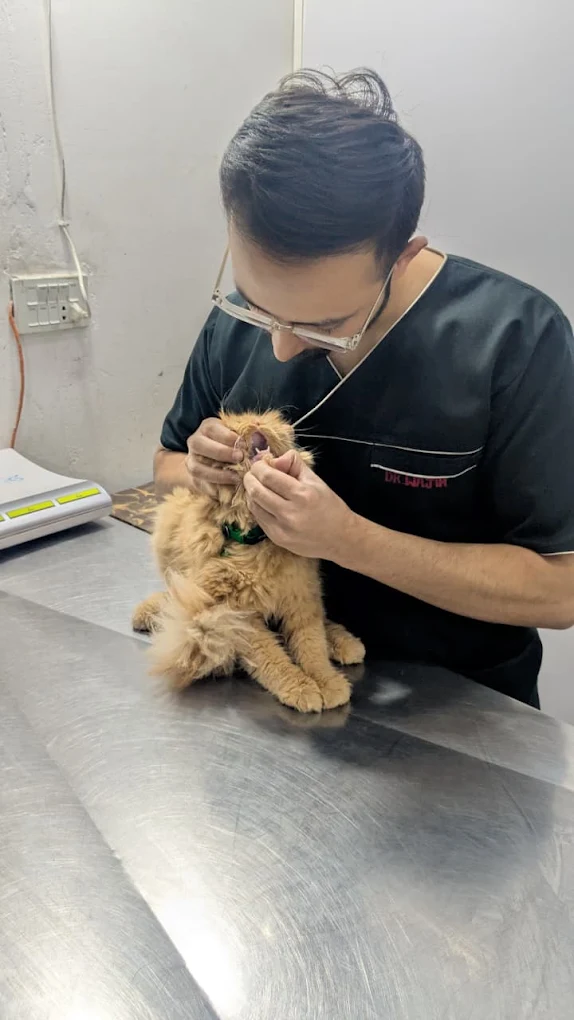 A veterinarian in scrubs examining a small dog inside its mouth on a steel table