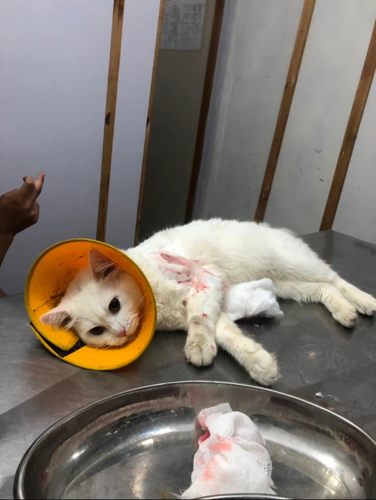 A kitten resting on the clinic table after surgery, wearing a protective collar with a bandaged paw