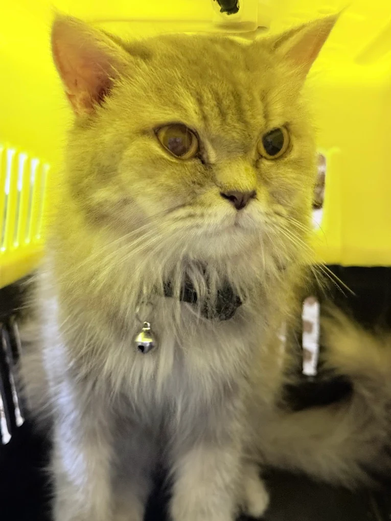 A cat resting inside a boarding cage in the clinic