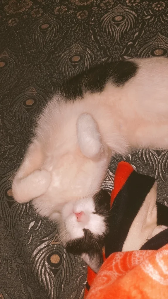 Close up of a tiny kitten paw resting on a blanket