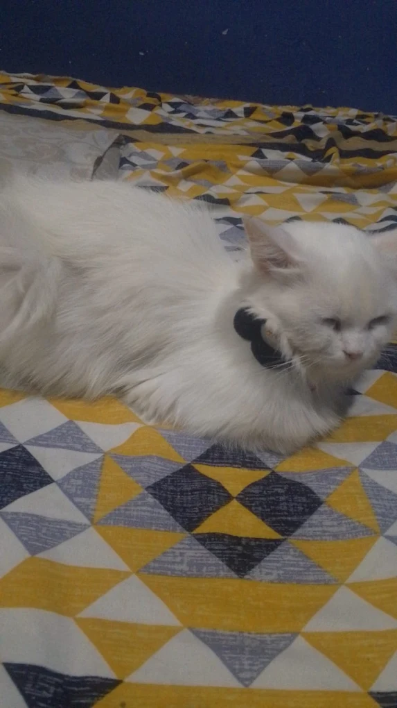 A white cat stretched out and resting on a patterned bed